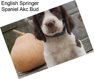 English Springer Spaniel Akc Bud