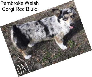 Pembroke Welsh Corgi Red Bluie