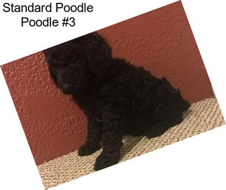 Standard Poodle Poodle #3