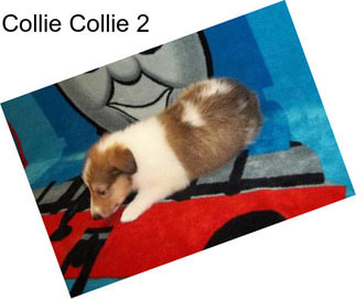 Collie Collie 2