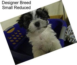 Designer Breed Small Reduced