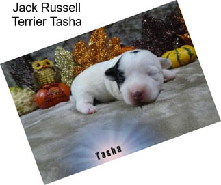 Jack Russell Terrier Tasha