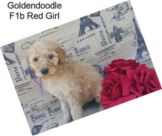 Goldendoodle F1b Red Girl