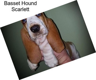 Basset Hound Scarlett