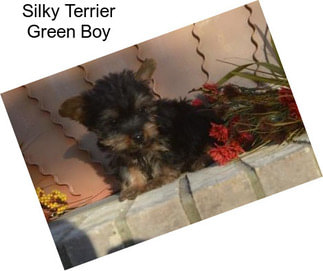 Silky Terrier Green Boy