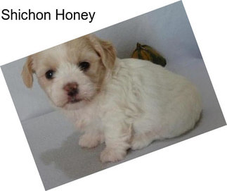 Shichon Honey