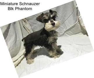 Miniature Schnauzer Blk Phantom