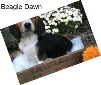 Beagle Dawn