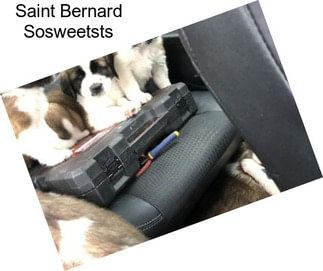 Saint Bernard Sosweetsts