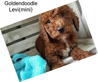 Goldendoodle Levi(mini)