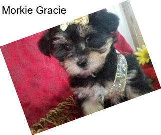 Morkie Gracie