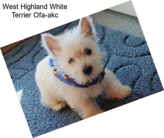 West Highland White Terrier Ofa-akc