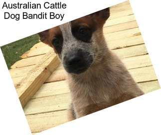 Australian Cattle Dog Bandit Boy