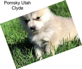 Pomsky Utah Clyde