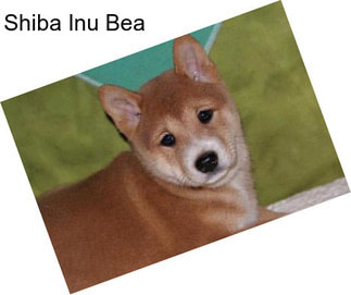 Shiba Inu Bea