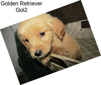 Golden Retriever Gol2