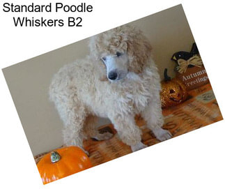Standard Poodle Whiskers B2