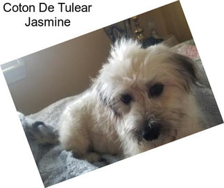 Coton De Tulear Jasmine