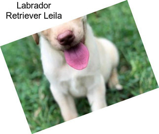 Labrador Retriever Leila