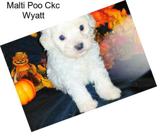 Malti Poo Ckc Wyatt