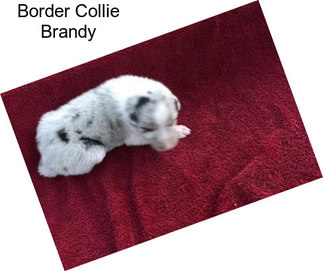 Border Collie Brandy