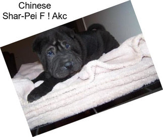 Chinese Shar-Pei F ! Akc