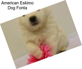 American Eskimo Dog Fonta