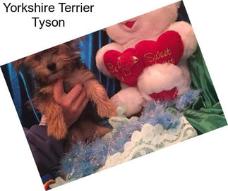 Yorkshire Terrier Tyson