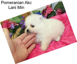 Pomeranian Akc Lani Min