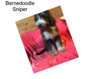 Bernedoodle Sniper