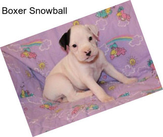 Boxer Snowball