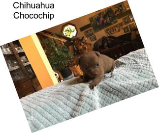 Chihuahua Chocochip