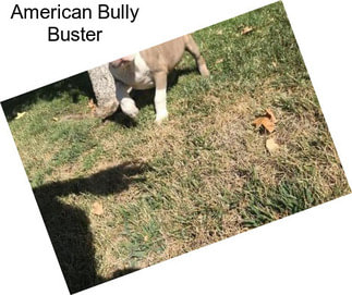 American Bully Buster