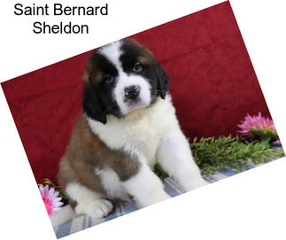 Saint Bernard Sheldon