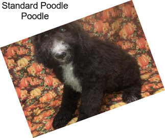 Standard Poodle Poodle