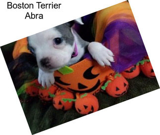 Boston Terrier Abra