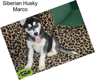 Siberian Husky Marco