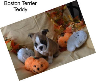 Boston Terrier Teddy