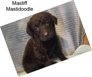 Mastiff Mastidoodle