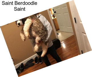 Saint Berdoodle Saint