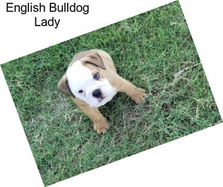 English Bulldog Lady