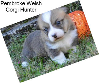 Pembroke Welsh Corgi Hunter
