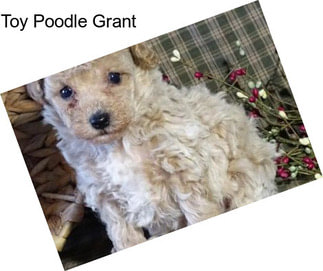 Toy Poodle Grant