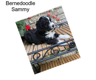 Bernedoodle Sammy