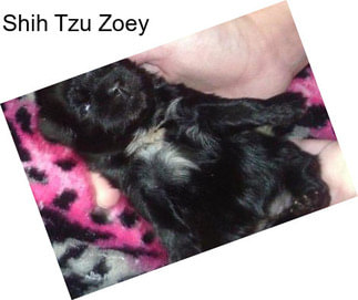 Shih Tzu Zoey