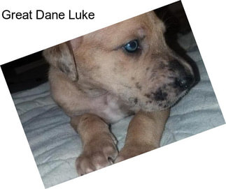 Great Dane Luke