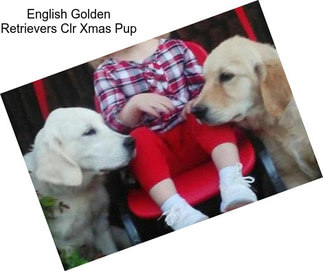 English Golden Retrievers Clr Xmas Pup