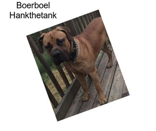 Boerboel Hankthetank