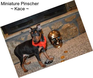 Miniature Pinscher ~ Kace ~