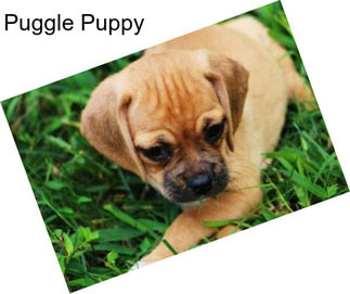 Puggle Puppy